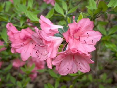 Azalias and Rhododrons-16.jpg