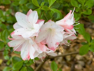 Azalias and Rhododrons-14.jpg