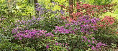 Azalias and Rhododrons-12.jpg