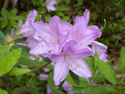 Azalias and Rhododrons-11.jpg