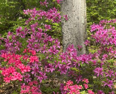 Azalias and Rhododrons-10.jpg