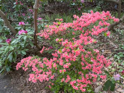 Azalias and Rhododrons-9.jpg