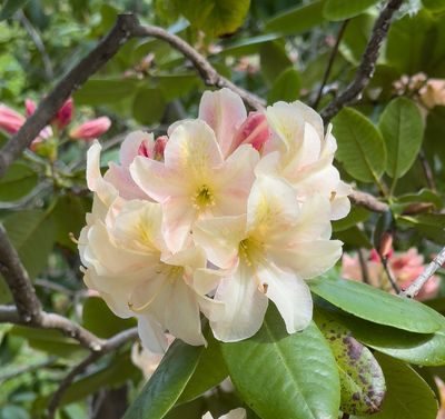Azalias and Rhododrons-8.jpg