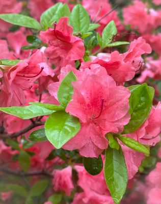 jenkins_arboretum