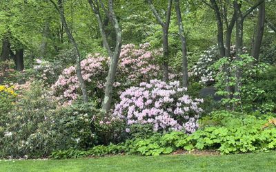 Azalias and Rhododrons-6.jpg