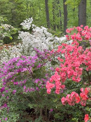 Azalias and Rhododrons-4.jpg