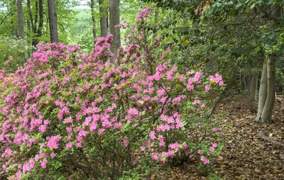 Azalias and Rhododrons-3.jpg