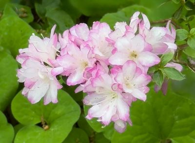 Azalias and Rhododrons-2.jpg