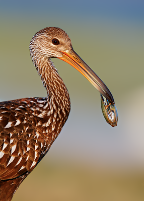 Limpkin