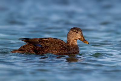 American Black Duck