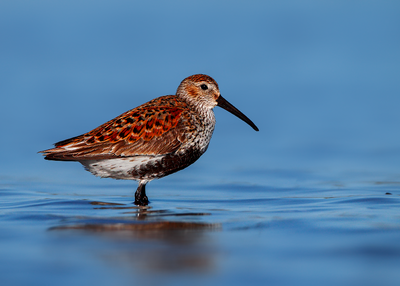 Dunlin