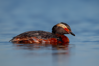 Horned Grebe