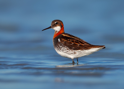 Red-necked Phalarope