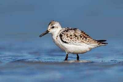 Sanderling