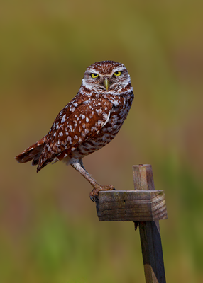 Burrowing Owl