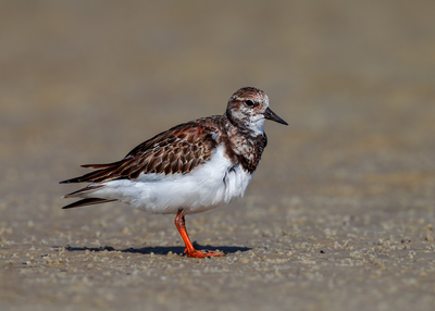 Ruddy Turnstone