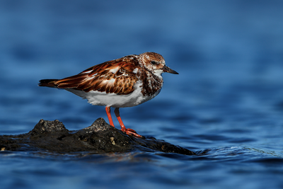 Ruddy Turnstone