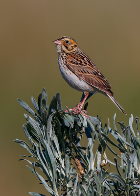 Baird's Sparrow