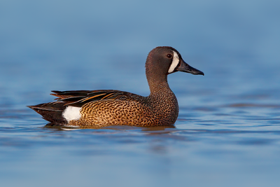 Blue-winged Teal