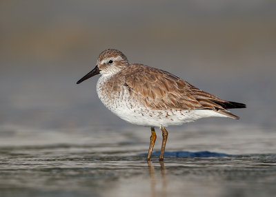 Red Knot