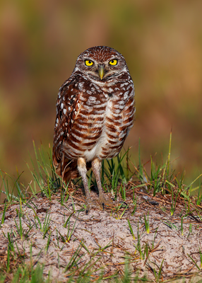 Burrowing Owl