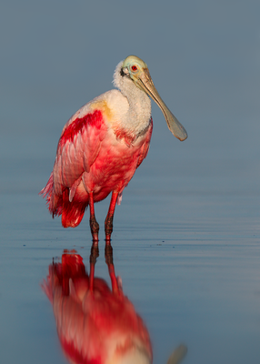 Roseate Spoonbill