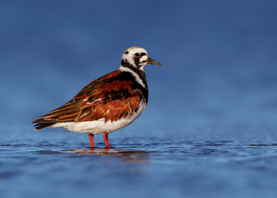 Ruddy Turnstone