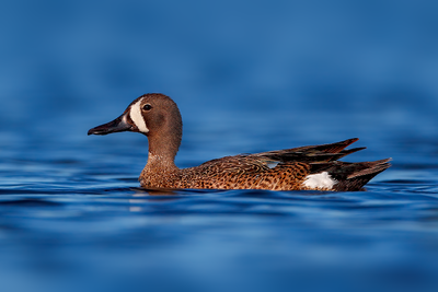 Blue-winged Teal