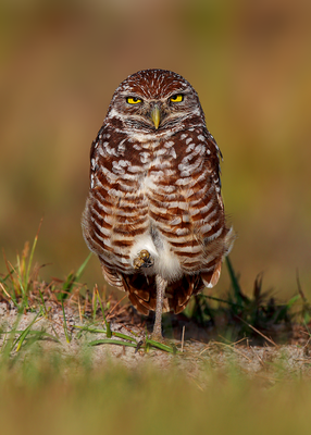 Burrowing Owl