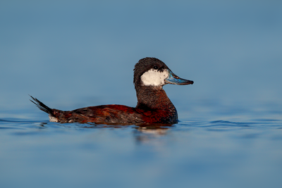 Ruddy Duck