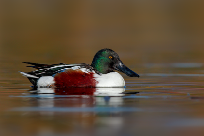 Northern Shoveler