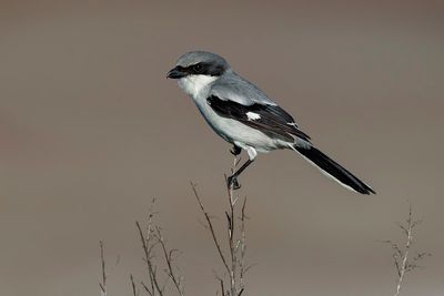 Loggerhead Shrike