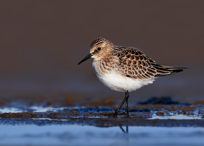 Baird's Sandpiper