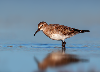 White-rumped Sandpiper