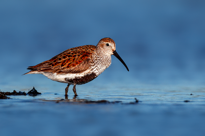 Dunlin