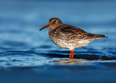 Purple Sandpiper
