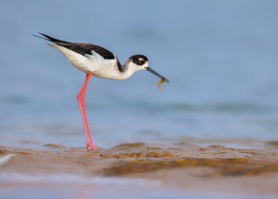 Black-necked Stilt