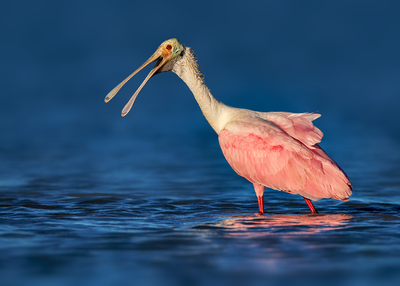Roseate Spoonbill