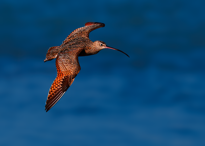 Long-billed Curlew