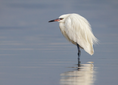 Reddish Egret