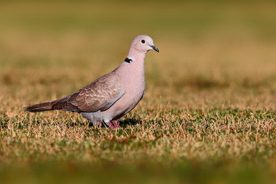 Eurasian Collared-Dove