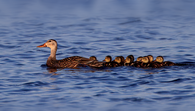 Mottled Duck
