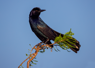 Boat-tailed Grackle