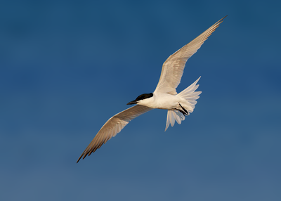 Gull-billed Tern