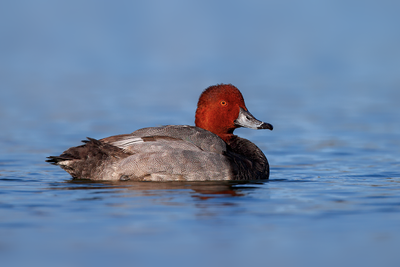 Redhead