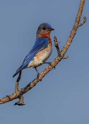 Eastern Bluebird