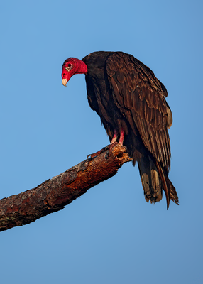 Turkey Vulture