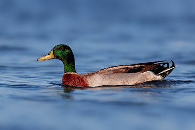 Mallard