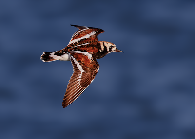 Ruddy Turnstone