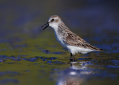 Semipalmated Sandpiper